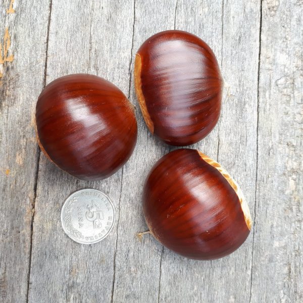 Kesten “Marsol” (Castanea sativa)