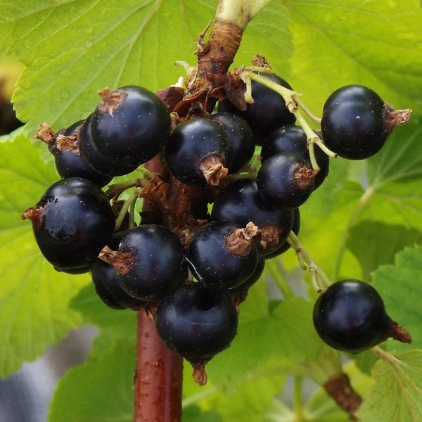 Josta (Ribes nidigrolaria L.)