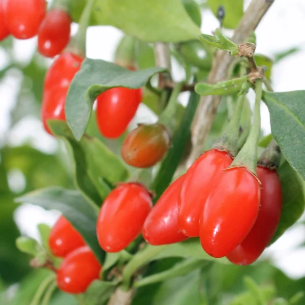 Goji bobice “Korean big”