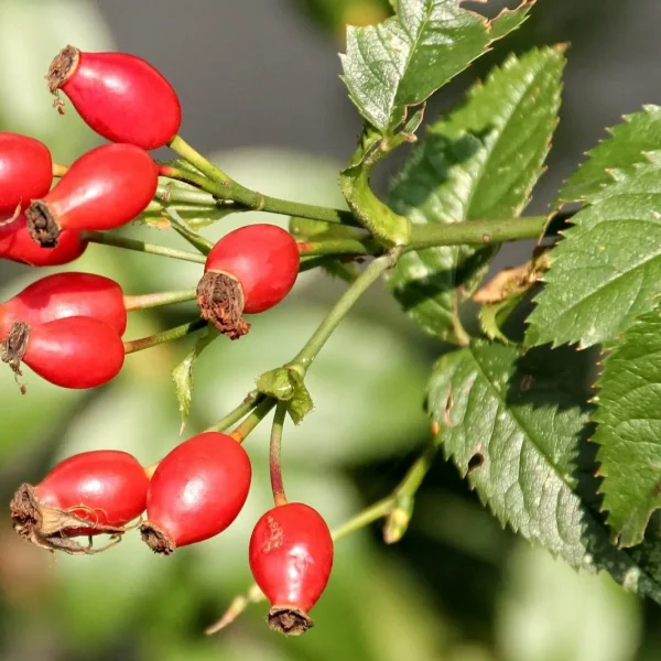 Šipurak (Rosa canina)