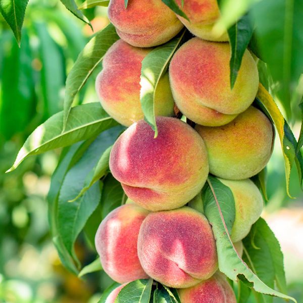 Stubasta Breskva Aida