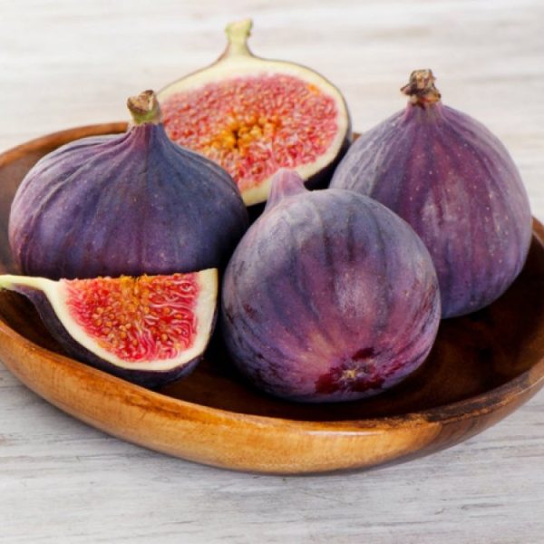 Smokva “Turca” (Ficus carica)