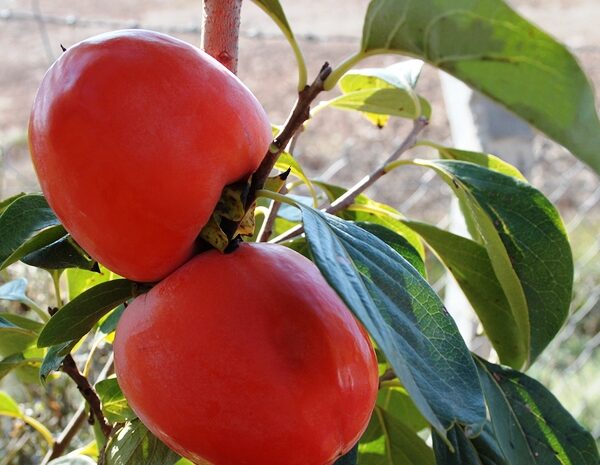 Japanska jabuka "KAKI" (Diospyro kaki)- ROJO BRILLIANTE