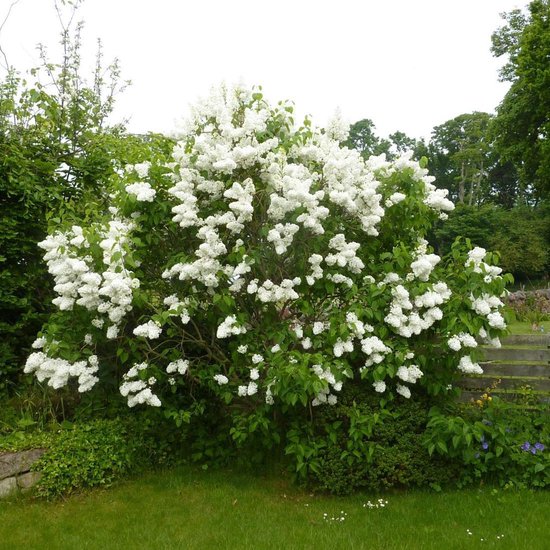 Obični jorgovan (Syringa vulgaris)
